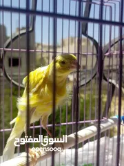  16 عصافير وطيور للبيع