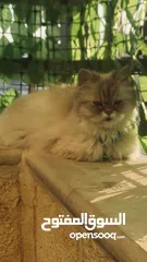  2 قطة للبيع في المرقب