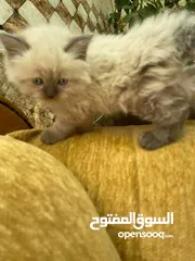  13 5 قطط مكس للبيع