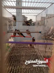  1 حساسين وكنارات نخب اول مقنوة صحة ونضافة