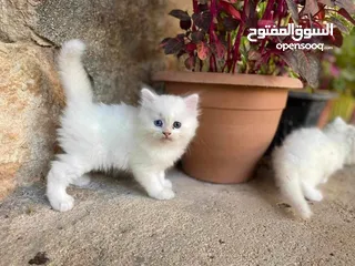  5 قطط للبيع نابلس