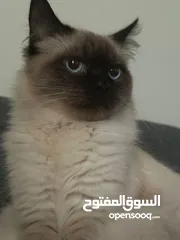  1 اثنين قطط ذكور للتزاوج فقط Himalayan ragdoll