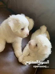  4 Maltese Puppies