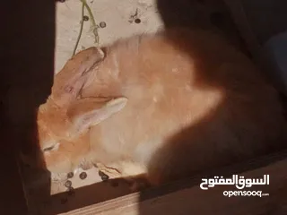  11 ارانب للبيع ثلاثه ذكرين وانثى الماني