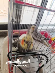  1 كوكتيل جوز ذكر وأنثى عمر 9 شهور