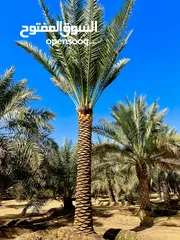  2 Date Palm Trees Fresh And Healthy