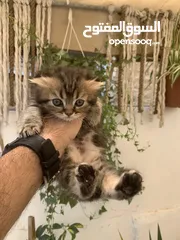  9 كتنز مكس سكوتش ستريت وبريتش فولد للبيع