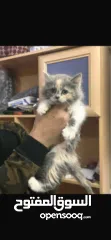  1 قطه شيرازي 5 شهور مع كامل اغراضها لون مميز