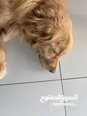  2 Golden retriever for sale