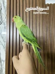  7 ببعاد دره اليف جدااااااااا