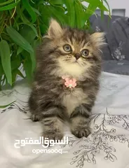  6 قطط للبيع نابلس