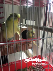  2 زوج عصافير الحب بادجي كناري  مع القفص ومحتواه القفص جديد فقطط بسبعه الف 7000