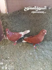  8 كوم 30 حبة تنضيف سطح جواز فحول طواير فراخ