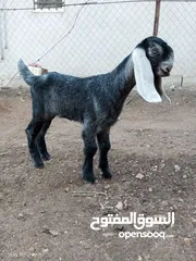  6 عنز نخب أول وراها صخله