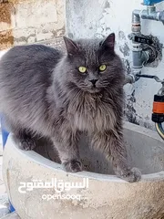  3 قط بريطاني ذو الشعر الطويل(السعر قابل لتفاوض سبب البيع السفر