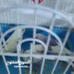 5 التواصل عبر واتس اب ببغاء كوكتيل  حجم كبير وعصافير حب مفتل و البينو وعادي عادي احجام كبيره