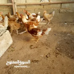  1 ديوك لوهمن