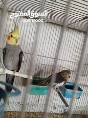  2 كوكتيل في السلط للبيع