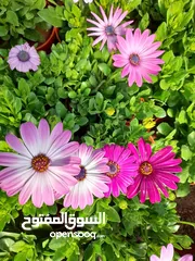  4 بعد إذن الإدارة  متوفر لدينا شجر زنزلخت الشماسي إيطالي أنثى ارتفاع من 180 سم إلى 250 سم سعر الشجره 6