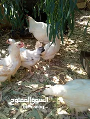  6 افراخ الوهمان عمر ثلث شهور وقريب ع اربعه للبيع يلي بدو يتصل