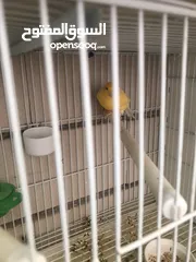  5 Breeding pairs of canary  in Alain