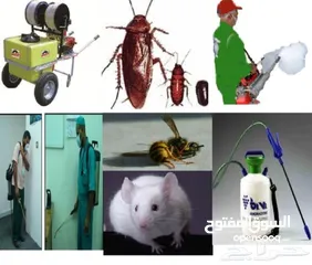  5 شركه رش مبيدات الحشرات مكافحة الحشرات نهائيا مع الضمان