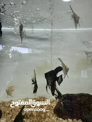  6 اسماك زينة ومفترسة باشكال واحجام ولا اجمل
