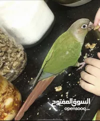  9 فراخ جرين شيك اليفات للزق اليدوي تركواز اناناس يلو سايد اقرأ التفاصيل