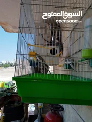  5 ببغاء كوكتيل ذكر وانثى مع قفص