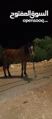  2 فرس للبيع  في عجلون