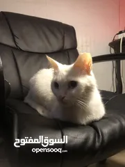  4 قطه نادره - العين
