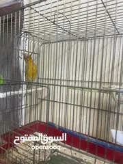 3 .فحل كنار