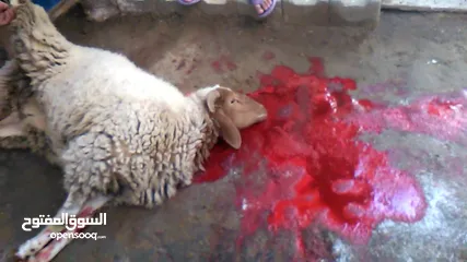  2 بسم الله جزار لذبح جميع الأضاحي عبور خرفان نعاج جدي