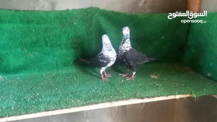  4 ثلاثه جواز شغاله البدل على طيور حب