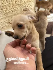  12 ‎ للبيع: جراء شيواوا صغيرة الحجم – شكل فاخر