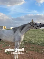  5 حصان عربي مسجل واهو