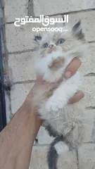  2 ذكر راغدول عمر شهرين للبيع
