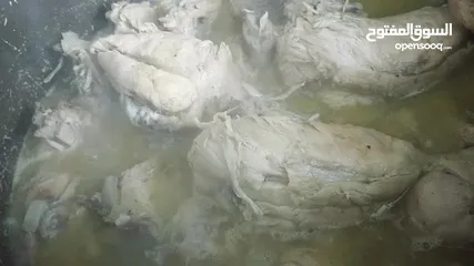  13 مكموره مطابق كبه قراص
