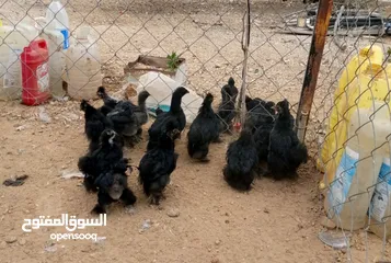  3 وز سوبر جامبو وجاج كوشن ومصوف