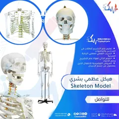  1 مجسمات تعليمية للمدارس والجامعات في صنعاء واليمن هيكل عضمي
