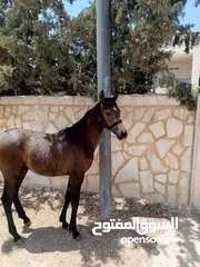  2 مهره عربيه بدون ورق