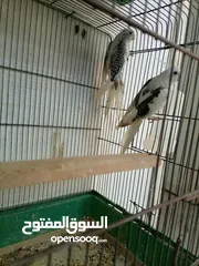  8 حبتين كوكتيل بايد للبيع دون قفص