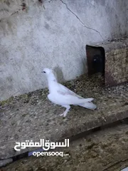  6 جوزين انجليزي ابيض