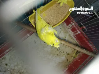  3 جوز حب هوجو رومو لاتينو  وردات فل شغال للبيع او للبدل علا جوز كنار .. اقرأ الوصف .. للبيع بدون قفص