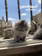  4 سكوتش فولد