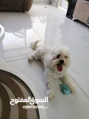  2 ذكر وانثى  فرنش تيرير عمر شهرين الأنثى والذكر سنتين puppy 2-months - French Terrier female & boy