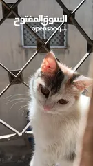  2 مطلوب قط للتزاوج
