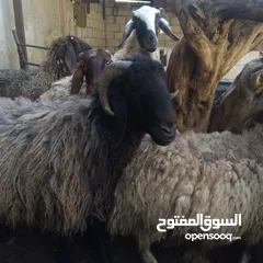  9 كبشين للبيع و قرقوره