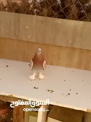  5 جوز و طيره مراسليه