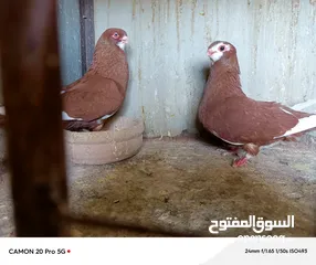  3 للبيع جواز منتجة